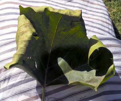 Leaf Photo