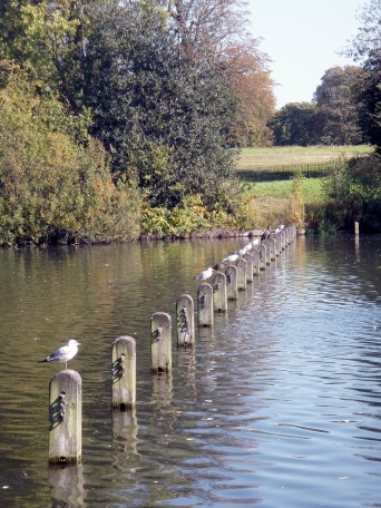 If only I could have got a gull on every pole